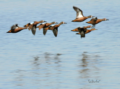 Blue Winged Teal 2007