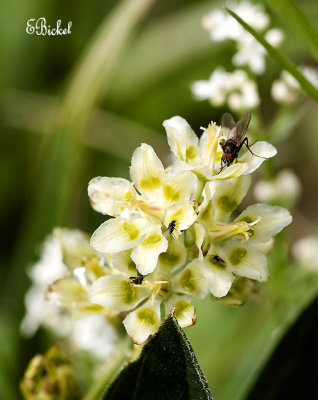 Flies on the Tundra 2007