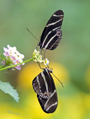 Double Butterflies