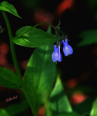 Blue Bells