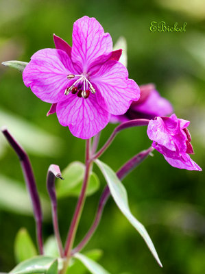 Fireweed