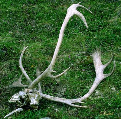 Antlers