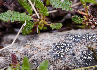 Lichen