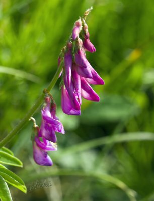 Fading Fireweed