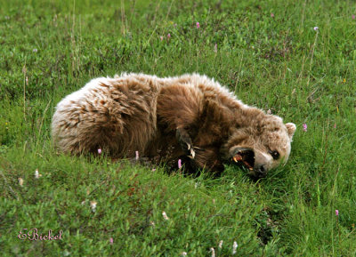 A Roll in the Grass