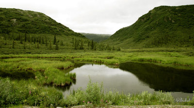 Denali Pond