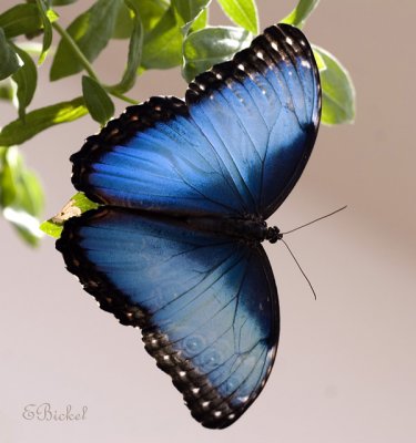 Blue Morpho Butterflies