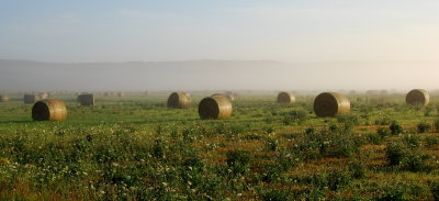 Morning field, Kings County, Nova Scotia