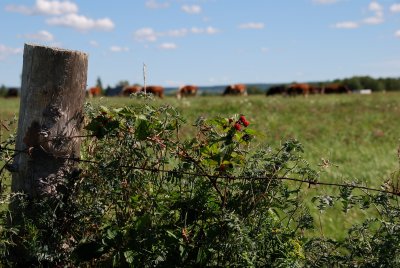 Grazing cattle