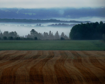 Morning Mist