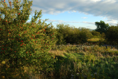 When orchards are put out to pasture