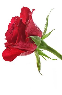 g6/92/798592/3/90240589.XcnP6Yzz.jpg