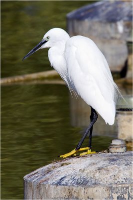 Egret.jpg