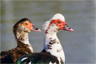 Muscovy Ducks