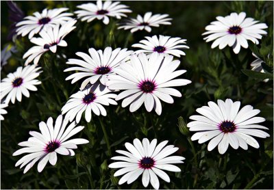 White Daisies