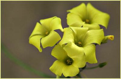 Yellow Oxalis