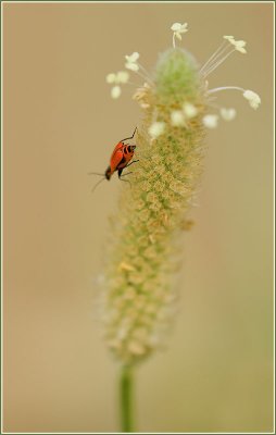 Macro of a Bug.jpg