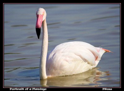 Portrait of a Flamingo.jpg
