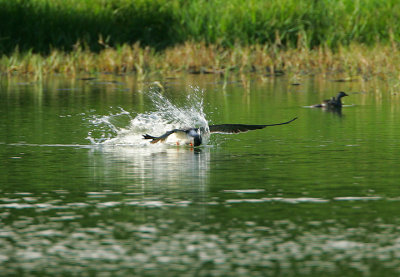 BLACK SKIMMER & LEAST GREBE WITH CHICKS