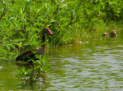 BLACK-BELLIED WHISTLING DUCK