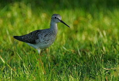 LESSER YELLOWLEGS