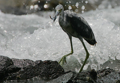 LITTLE BLUE HERON JUVENILE FISHING IN THE SURF