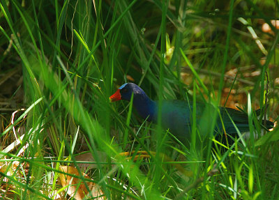 PURPLE GALLINULE