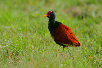 WATTLED JACANA
