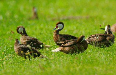 WHITE-CHEEKED PINTAIL