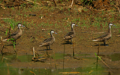 WHITE-CHEEKED PINTAILS