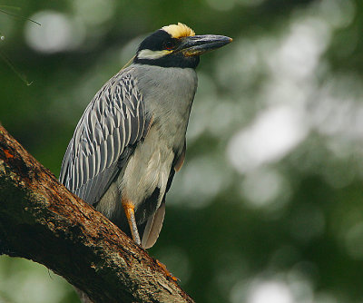 YELLOW-CROWNED NIGHT-HERON