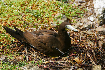 BROWN BOOBY