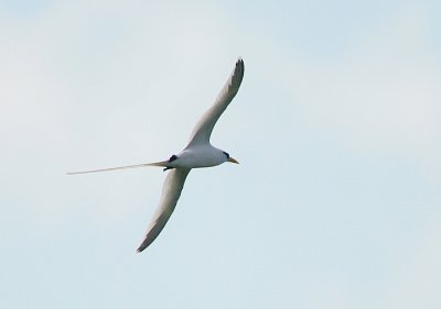 WHITE-TAILED TROPICBIRD