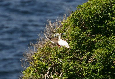 RED-FOOTED BOOBY -WHITE MORPH  DARK MORPH PAIR record shot
