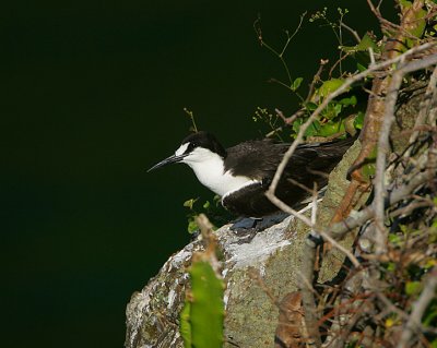 SOOTY TERN