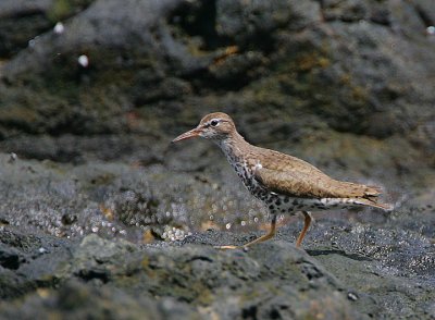 SPOTTED SANDPIPER