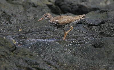 SPOTTED SANDPIPER