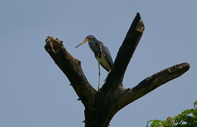 TRICOLORED HERON