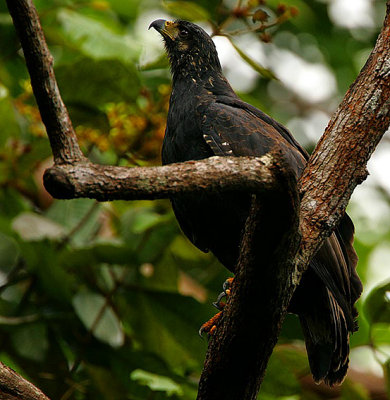 GREAT BLACK HAWK SUBADULT