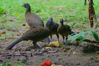 RUFOUS-VENTED CHACHALACA FAMILY