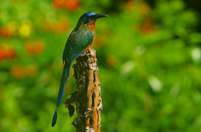 BLUE-CROWNED MOT-MOT