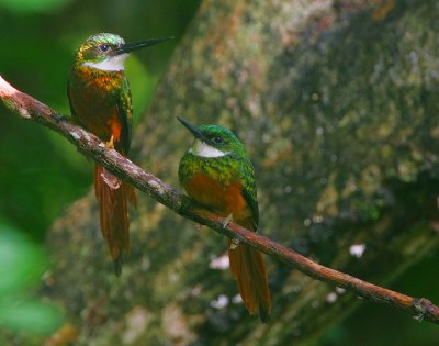 RUFOUS-TAILED JACAMARS