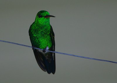 COPPER-RUMPED HUMMINGBIRD