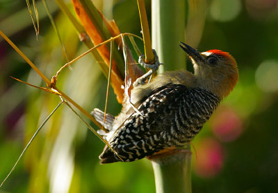 RED-CROWNED WOODPECKER MALE
