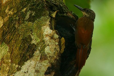 COCOA WOODCREEPER