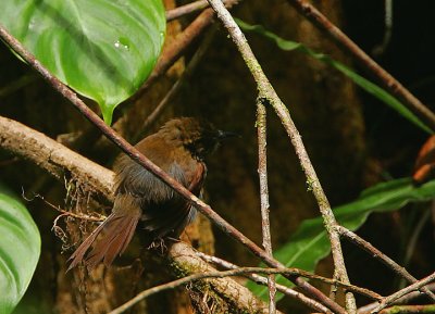 STRIPE-BREASTED SPINETAIL