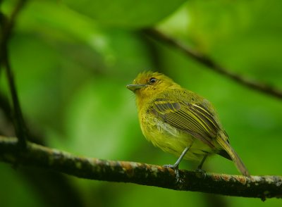 OCHRE-LORED FLATBILL