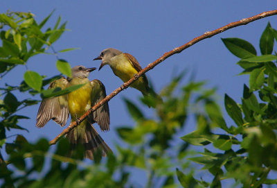 TROPICAL KINGBIRDS