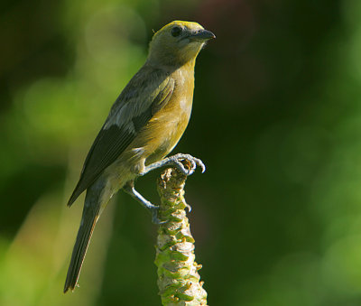 PALM TANAGER