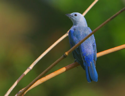 BLUE-GRAY TANAGER